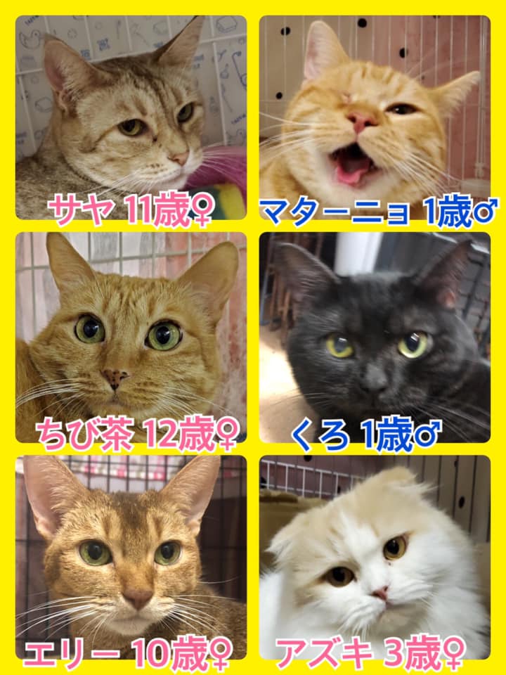 🐾今日の里親様募集中ニャンコ🐱メンバーです🐾2020,8,19